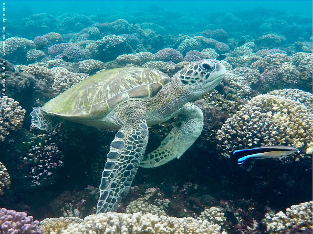 Snorkeling to Daymaniyat Island Sharing
