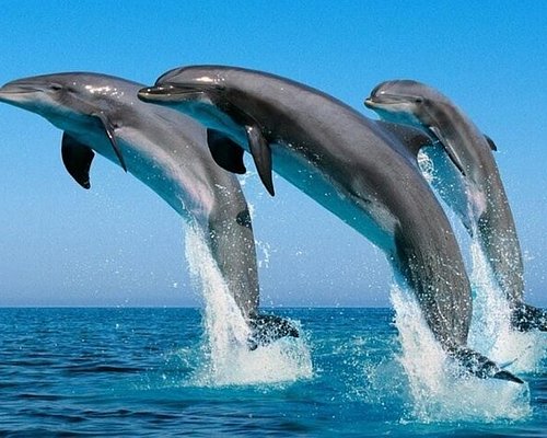 Observation des dauphins / Snorkeling - Bandar - Privé 